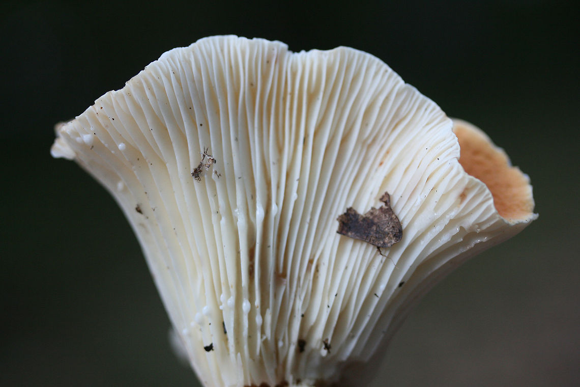 Lactifluus hygrophoroides? Growing in deep leaf litter at the base of a ridge (below oaks and hickories) in a dense mixed hardwood/coniferous forest. Gordon County, GA, US. October 17, 2018.<br />
<br />
The closest I&#039;m getting is Lactifluus hygrophoroides, but I&#039;m not entirely sure...Any help you guys can provide would be most appreciated!<br />
<br />
Flavor/odor: Mild, faintly sweet. Pleasant.<br />
Latex: White (not changing on air contact). Stains gills lavender (and eventually burgundy/dark rust) after a while. <br />
KOH on cap surface: pale mint green<br />
<figure class="photo"><a href="https://www.jungledragon.com/image/67997/lactifluus_hygrophoroides.html" title="Lactifluus hygrophoroides?"><img src="https://s3.amazonaws.com/media.jungledragon.com/images/3231/67997_thumb.jpg?AWSAccessKeyId=05GMT0V3GWVNE7GGM1R2&Expires=1767225610&Signature=i8O%2BTBfpie%2FQq4JjRQ1gU8Fxt7k%3D" width="200" height="134" alt="Lactifluus hygrophoroides? Growing in deep leaf litter at the base of a ridge (below oaks and hickories) in a dense mixed hardwood/coniferous forest. Gordon County, GA, US. October 17, 2018.<br />
<br />
The closest I&#039;m getting is Lactifluus hygrophoroides, but I&#039;m not entirely sure...Any help you guys can provide would be most appreciated!<br />
<br />
Flavor/odor: Mild, faintly sweet. Pleasant.<br />
Latex: White (not changing on air contact). Stains gills lavender (and eventually burgundy/dark rust) after a while. <br />
KOH on cap surface: pale mint green<br />
https://www.jungledragon.com/image/68000/lactifluus_hygrophoroides.html<br />
https://www.jungledragon.com/image/67998/lactifluus_hygrophoroides.html<br />
https://www.jungledragon.com/image/67999/lactifluus_hygrophoroides.html Fall,Geotagged,Lactifluus hygrophoroides,United States" /></a></figure><br />
<figure class="photo"><a href="https://www.jungledragon.com/image/67998/lactifluus_hygrophoroides.html" title="Lactifluus hygrophoroides?"><img src="https://s3.amazonaws.com/media.jungledragon.com/images/3231/67998_thumb.jpg?AWSAccessKeyId=05GMT0V3GWVNE7GGM1R2&Expires=1767225610&Signature=rVSv9iwSmFKFh2yADaa9vegl8JU%3D" width="102" height="152" alt="Lactifluus hygrophoroides? Growing in deep leaf litter at the base of a ridge (below oaks and hickories) in a dense mixed hardwood/coniferous forest. Gordon County, GA, US. October 17, 2018.<br />
<br />
The closest I&#039;m getting is Lactifluus hygrophoroides, but I&#039;m not entirely sure...Any help you guys can provide would be most appreciated!<br />
<br />
Flavor/odor: Mild, faintly sweet. Pleasant.<br />
Latex: White (not changing on air contact). Stains gills lavender (and eventually burgundy/dark rust) after a while. <br />
KOH on cap surface: pale mint green<br />
https://www.jungledragon.com/image/68000/lactifluus_hygrophoroides.html<br />
https://www.jungledragon.com/image/67997/lactifluus_hygrophoroides.html<br />
https://www.jungledragon.com/image/67999/lactifluus_hygrophoroides.html Fall,Geotagged,Lactifluus hygrophoroides,United States" /></a></figure><br />
<figure class="photo"><a href="https://www.jungledragon.com/image/67999/lactifluus_hygrophoroides.html" title="Lactifluus hygrophoroides?"><img src="https://s3.amazonaws.com/media.jungledragon.com/images/3231/67999_thumb.jpg?AWSAccessKeyId=05GMT0V3GWVNE7GGM1R2&Expires=1767225610&Signature=j3yBaS6Uktm80xh%2FrpejvBuRaxQ%3D" width="200" height="134" alt="Lactifluus hygrophoroides? Growing in deep leaf litter at the base of a ridge (below oaks and hickories) in a dense mixed hardwood/coniferous forest. Gordon County, GA, US. October 17, 2018.<br />
<br />
The closest I&#039;m getting is Lactifluus hygrophoroides, but I&#039;m not entirely sure...Any help you guys can provide would be most appreciated!<br />
<br />
Flavor/odor: Mild, faintly sweet. Pleasant.<br />
Latex: White (not changing on air contact). Stains gills lavender (and eventually burgundy/dark rust) after a while. <br />
KOH on cap surface: pale mint green<br />
https://www.jungledragon.com/image/68000/lactifluus_hygrophoroides.html<br />
https://www.jungledragon.com/image/67998/lactifluus_hygrophoroides.html<br />
https://www.jungledragon.com/image/67997/lactifluus_hygrophoroides.html Fall,Geotagged,Lactifluus hygrophoroides,United States" /></a></figure> Fall,Geotagged,Lactifluus hygrophoroides,United States