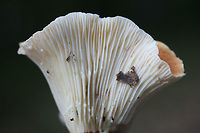 Lactifluus hygrophoroides? Growing in deep leaf litter at the base of a ridge (below oaks and hickories) in a dense mixed hardwood/coniferous forest. Gordon County, GA, US. October 17, 2018.<br />
<br />
The closest I'm getting is Lactifluus hygrophoroides, but I'm not entirely sure...Any help you guys can provide would be most appreciated!<br />
<br />
Flavor/odor: Mild, faintly sweet. Pleasant.<br />
Latex: White (not changing on air contact). Stains gills lavender (and eventually burgundy/dark rust) after a while. <br />
KOH on cap surface: pale mint green<br />
https://www.jungledragon.com/image/67997/lactifluus_hygrophoroides.html<br />
https://www.jungledragon.com/image/67998/lactifluus_hygrophoroides.html<br />
https://www.jungledragon.com/image/67999/lactifluus_hygrophoroides.html Fall,Geotagged,Lactifluus hygrophoroides,United States