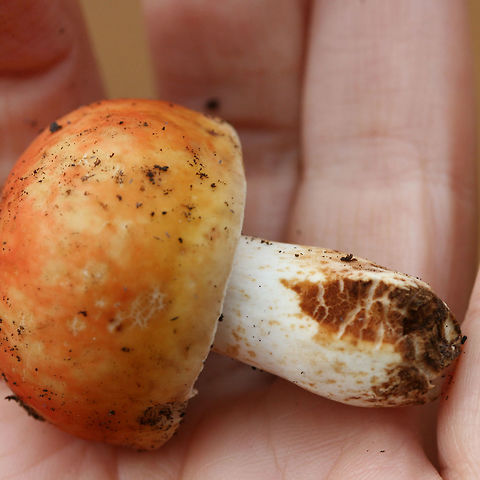 Bright Orange Russula sp. Halloween-y? Growing beneath pines and oaks on a ridge in a dense mixed forest in NW Georgia (Gordon County), US. October 14, 2018.

I suppose I'm not really expecting a species-level ID (without microscopy), but if anyone has any suggestions I'd be interested!

Odor pleasant to indistinct. 
Flavor starts out pleasant. Texture is extremely crumbly to chalky. After a few moments tastes slightly spicy. Dries mouth out considerably.
Cream-colored stem has darker (burnt orange/brown) staining
https://www.jungledragon.com/image/68005/bright_orange_russula_sp._halloween-y_.html
https://www.jungledragon.com/image/68004/bright_orange_russula_sp._halloween-y_.html
https://www.jungledragon.com/image/68003/bright_orange_russula_sp._halloween-y_.html Fall,Geotagged,United States