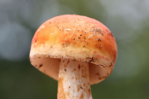 Bright Orange Russula sp. Halloween-y? Growing beneath pines and oaks on a ridge in a dense mixed forest in NW Georgia (Gordon County), US. October 14, 2018.

I suppose I'm not really expecting a species-level ID (without microscopy), but if anyone has any suggestions I'd be interested!

Odor pleasant to indistinct. 
Flavor starts out pleasant. Texture is extremely crumbly to chalky. After a few moments tastes slightly spicy. Dries mouth out considerably.
Cream-colored stem has darker (burnt orange/brown) staining
https://www.jungledragon.com/image/68005/bright_orange_russula_sp._halloween-y_.html
https://www.jungledragon.com/image/68002/bright_orange_russula_sp._halloween-y_.html
https://www.jungledragon.com/image/68004/bright_orange_russula_sp._halloween-y_.html Fall,Geotagged,United States