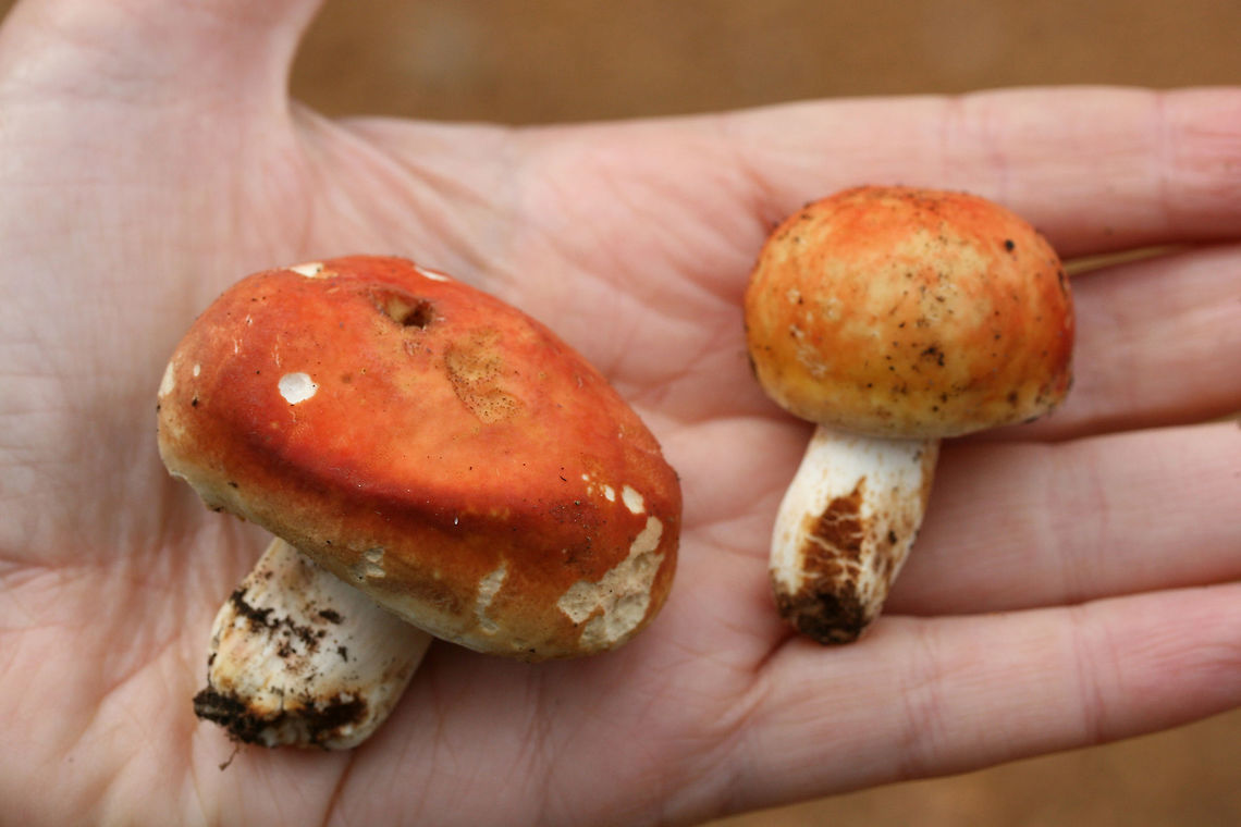 Bright Orange Russula sp. Halloween-y? Growing beneath pines and oaks on a ridge in a dense mixed forest in NW Georgia (Gordon County), US. October 14, 2018.<br />
<br />
I suppose I'm not really expecting a species-level ID (without microscopy), but if anyone has any suggestions I'd be interested!<br />
<br />
Odor pleasant to indistinct. <br />
Flavor starts out pleasant. Texture is extremely crumbly to chalky. After a few moments tastes slightly spicy. Dries mouth out considerably.<br />
Cream-colored stem has darker (burnt orange/brown) staining<br />
<figure class="photo"><a href="https://www.jungledragon.com/image/68005/bright_orange_russula_sp._halloween-y_.html" title="Bright Orange Russula sp. Halloween-y? "><img src="https://s3.amazonaws.com/media.jungledragon.com/images/3231/68005_thumb.jpg?AWSAccessKeyId=05GMT0V3GWVNE7GGM1R2&Expires=1769040010&Signature=8Bj86uV9ncX1h%2FJQEda9bEwpL%2Fw%3D" width="200" height="134" alt="Bright Orange Russula sp. Halloween-y?  Growing beneath pines and oaks on a ridge in a dense mixed forest in NW Georgia (Gordon County), US. October 14, 2018.<br />
<br />
I suppose I'm not really expecting a species-level ID (without microscopy), but if anyone has any suggestions I'd be interested!<br />
<br />
Odor pleasant to indistinct. <br />
Flavor starts out pleasant. Texture is extremely crumbly to chalky. After a few moments tastes slightly spicy. Dries mouth out considerably.<br />
Cream-colored stem has darker (burnt orange/brown) staining<br />
https://www.jungledragon.com/image/68004/bright_orange_russula_sp._halloween-y_.html<br />
https://www.jungledragon.com/image/68002/bright_orange_russula_sp._halloween-y_.html<br />
https://www.jungledragon.com/image/68003/bright_orange_russula_sp._halloween-y_.html Fall,Geotagged,United States" /></a></figure><br />
<figure class="photo"><a href="https://www.jungledragon.com/image/68002/bright_orange_russula_sp._halloween-y.html" title="Bright Orange Russula sp. Halloween-y?"><img src="https://s3.amazonaws.com/media.jungledragon.com/images/3231/68002_thumb.jpg?AWSAccessKeyId=05GMT0V3GWVNE7GGM1R2&Expires=1769040010&Signature=43VeKr%2BqsVtgwIOfKCqJyd3279k%3D" width="200" height="200" alt="Bright Orange Russula sp. Halloween-y? Growing beneath pines and oaks on a ridge in a dense mixed forest in NW Georgia (Gordon County), US. October 14, 2018.<br />
<br />
I suppose I'm not really expecting a species-level ID (without microscopy), but if anyone has any suggestions I'd be interested!<br />
<br />
Odor pleasant to indistinct. <br />
Flavor starts out pleasant. Texture is extremely crumbly to chalky. After a few moments tastes slightly spicy. Dries mouth out considerably.<br />
Cream-colored stem has darker (burnt orange/brown) staining<br />
https://www.jungledragon.com/image/68005/bright_orange_russula_sp._halloween-y_.html<br />
https://www.jungledragon.com/image/68004/bright_orange_russula_sp._halloween-y_.html<br />
https://www.jungledragon.com/image/68003/bright_orange_russula_sp._halloween-y_.html Fall,Geotagged,United States" /></a></figure><br />
<figure class="photo"><a href="https://www.jungledragon.com/image/68003/bright_orange_russula_sp._halloween-y.html" title="Bright Orange Russula sp. Halloween-y?"><img src="https://s3.amazonaws.com/media.jungledragon.com/images/3231/68003_thumb.jpg?AWSAccessKeyId=05GMT0V3GWVNE7GGM1R2&Expires=1769040010&Signature=uSOKvOXfaA3nQy5KNjuLnM9hNm0%3D" width="200" height="134" alt="Bright Orange Russula sp. Halloween-y? Growing beneath pines and oaks on a ridge in a dense mixed forest in NW Georgia (Gordon County), US. October 14, 2018.<br />
<br />
I suppose I'm not really expecting a species-level ID (without microscopy), but if anyone has any suggestions I'd be interested!<br />
<br />
Odor pleasant to indistinct. <br />
Flavor starts out pleasant. Texture is extremely crumbly to chalky. After a few moments tastes slightly spicy. Dries mouth out considerably.<br />
Cream-colored stem has darker (burnt orange/brown) staining<br />
https://www.jungledragon.com/image/68005/bright_orange_russula_sp._halloween-y_.html<br />
https://www.jungledragon.com/image/68002/bright_orange_russula_sp._halloween-y_.html<br />
https://www.jungledragon.com/image/68004/bright_orange_russula_sp._halloween-y_.html Fall,Geotagged,United States" /></a></figure> Fall,Geotagged,United States