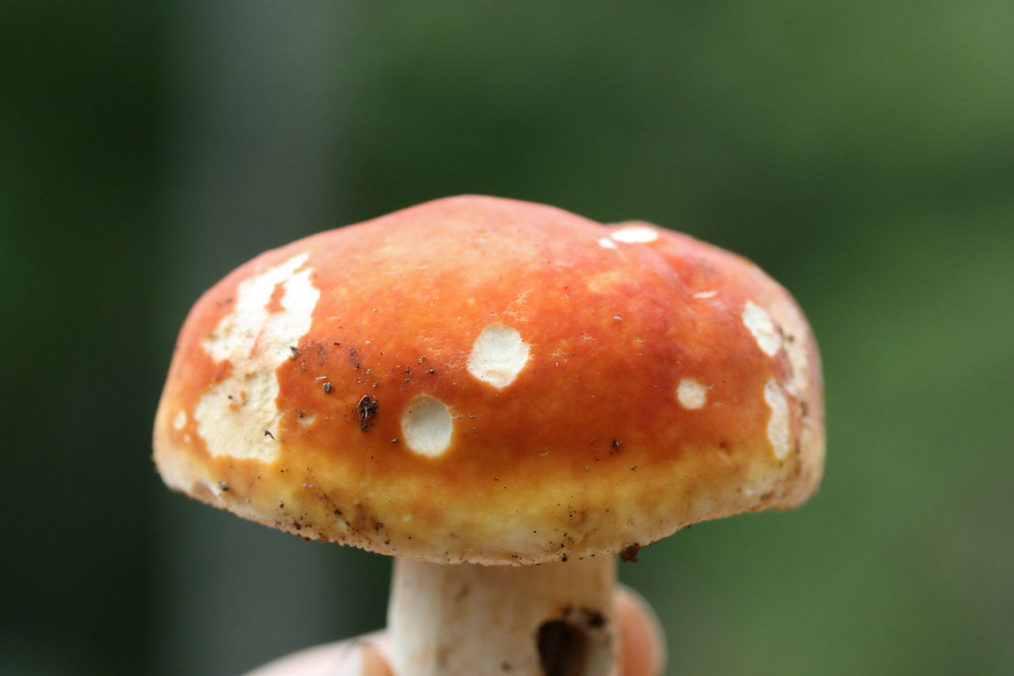 Bright Orange Russula sp. Halloween-y? Growing beneath pines and oaks on a ridge in a dense mixed forest in NW Georgia (Gordon County), US. October 14, 2018.<br />
<br />
I suppose I'm not really expecting a species-level ID (without microscopy), but if anyone has any suggestions I'd be interested!<br />
<br />
Odor pleasant to indistinct. <br />
Flavor starts out pleasant. Texture is extremely crumbly to chalky. After a few moments tastes slightly spicy. Dries mouth out considerably.<br />
Cream-colored stem has darker (burnt orange/brown) staining<br />
<figure class="photo"><a href="https://www.jungledragon.com/image/68004/bright_orange_russula_sp._halloween-y.html" title="Bright Orange Russula sp. Halloween-y?"><img src="https://s3.amazonaws.com/media.jungledragon.com/images/3231/68004_thumb.jpg?AWSAccessKeyId=05GMT0V3GWVNE7GGM1R2&Expires=1759968010&Signature=08DNhR6dTEli1hDYDLW4yqP%2BYQk%3D" width="200" height="134" alt="Bright Orange Russula sp. Halloween-y? Growing beneath pines and oaks on a ridge in a dense mixed forest in NW Georgia (Gordon County), US. October 14, 2018.<br />
<br />
I suppose I'm not really expecting a species-level ID (without microscopy), but if anyone has any suggestions I'd be interested!<br />
<br />
Odor pleasant to indistinct. <br />
Flavor starts out pleasant. Texture is extremely crumbly to chalky. After a few moments tastes slightly spicy. Dries mouth out considerably.<br />
Cream-colored stem has darker (burnt orange/brown) staining<br />
https://www.jungledragon.com/image/68005/bright_orange_russula_sp._halloween-y_.html<br />
https://www.jungledragon.com/image/68002/bright_orange_russula_sp._halloween-y_.html<br />
https://www.jungledragon.com/image/68003/bright_orange_russula_sp._halloween-y_.html Fall,Geotagged,United States" /></a></figure><br />
<figure class="photo"><a href="https://www.jungledragon.com/image/68002/bright_orange_russula_sp._halloween-y.html" title="Bright Orange Russula sp. Halloween-y?"><img src="https://s3.amazonaws.com/media.jungledragon.com/images/3231/68002_thumb.jpg?AWSAccessKeyId=05GMT0V3GWVNE7GGM1R2&Expires=1759968010&Signature=aZXxcYOJrO8Suxo0Dgw4VJMl%2FfM%3D" width="200" height="200" alt="Bright Orange Russula sp. Halloween-y? Growing beneath pines and oaks on a ridge in a dense mixed forest in NW Georgia (Gordon County), US. October 14, 2018.<br />
<br />
I suppose I'm not really expecting a species-level ID (without microscopy), but if anyone has any suggestions I'd be interested!<br />
<br />
Odor pleasant to indistinct. <br />
Flavor starts out pleasant. Texture is extremely crumbly to chalky. After a few moments tastes slightly spicy. Dries mouth out considerably.<br />
Cream-colored stem has darker (burnt orange/brown) staining<br />
https://www.jungledragon.com/image/68005/bright_orange_russula_sp._halloween-y_.html<br />
https://www.jungledragon.com/image/68004/bright_orange_russula_sp._halloween-y_.html<br />
https://www.jungledragon.com/image/68003/bright_orange_russula_sp._halloween-y_.html Fall,Geotagged,United States" /></a></figure><br />
<figure class="photo"><a href="https://www.jungledragon.com/image/68003/bright_orange_russula_sp._halloween-y.html" title="Bright Orange Russula sp. Halloween-y?"><img src="https://s3.amazonaws.com/media.jungledragon.com/images/3231/68003_thumb.jpg?AWSAccessKeyId=05GMT0V3GWVNE7GGM1R2&Expires=1759968010&Signature=ImIOVpnc3suesFJb879ETc5PBAA%3D" width="200" height="134" alt="Bright Orange Russula sp. Halloween-y? Growing beneath pines and oaks on a ridge in a dense mixed forest in NW Georgia (Gordon County), US. October 14, 2018.<br />
<br />
I suppose I'm not really expecting a species-level ID (without microscopy), but if anyone has any suggestions I'd be interested!<br />
<br />
Odor pleasant to indistinct. <br />
Flavor starts out pleasant. Texture is extremely crumbly to chalky. After a few moments tastes slightly spicy. Dries mouth out considerably.<br />
Cream-colored stem has darker (burnt orange/brown) staining<br />
https://www.jungledragon.com/image/68005/bright_orange_russula_sp._halloween-y_.html<br />
https://www.jungledragon.com/image/68002/bright_orange_russula_sp._halloween-y_.html<br />
https://www.jungledragon.com/image/68004/bright_orange_russula_sp._halloween-y_.html Fall,Geotagged,United States" /></a></figure> Fall,Geotagged,United States