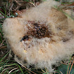Syzygites megalocarpus Parasitic fungus on Amanita sp. – On a trail (where woodland meets wetland) in NW Georgia (Floyd County), GA, US. October 10, 2018.<br />
https://www.jungledragon.com/image/68009/syzygites_megalocarpus.html<br />
https://www.jungledragon.com/image/68008/syzygites_megalocarpus.html Fall,Geotagged,Syzygites megalocarpus,United States