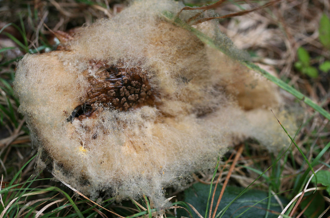 Syzygites megalocarpus Parasitic fungus on Amanita sp. &ndash; On a trail (where woodland meets wetland) in NW Georgia (Floyd County), GA, US. October 10, 2018.<br />
<figure class="photo"><a href="https://www.jungledragon.com/image/68007/syzygites_megalocarpus.html" title="Syzygites megalocarpus"><img src="https://s3.amazonaws.com/media.jungledragon.com/images/3231/68007_thumb.jpg?AWSAccessKeyId=05GMT0V3GWVNE7GGM1R2&Expires=1767225610&Signature=xx5o5Xh1fYbp7g116v9qbA2%2B5pg%3D" width="152" height="152" alt="Syzygites megalocarpus Parasitic fungus on Amanita sp. &ndash; On a trail (where woodland meets wetland) in NW Georgia (Floyd County), GA, US. October 10, 2018.<br />
https://www.jungledragon.com/image/68009/syzygites_megalocarpus.html<br />
https://www.jungledragon.com/image/68008/syzygites_megalocarpus.html Fall,Geotagged,Syzygites megalocarpus,United States" /></a></figure><br />
<figure class="photo"><a href="https://www.jungledragon.com/image/68009/syzygites_megalocarpus.html" title="Syzygites megalocarpus"><img src="https://s3.amazonaws.com/media.jungledragon.com/images/3231/68009_thumb.jpg?AWSAccessKeyId=05GMT0V3GWVNE7GGM1R2&Expires=1767225610&Signature=9OdBvYzHKbR2ju98zlupvXM0ANU%3D" width="102" height="152" alt="Syzygites megalocarpus Parasitic fungus on Amanita sp. &ndash; On a trail (where woodland meets wetland) in NW Georgia (Floyd County), GA, US. October 10, 2018.<br />
https://www.jungledragon.com/image/68007/syzygites_megalocarpus.html<br />
https://www.jungledragon.com/image/68008/syzygites_megalocarpus.html Fall,Geotagged,Syzygites megalocarpus,United States" /></a></figure> Fall,Geotagged,Syzygites megalocarpus,United States