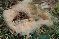 Syzygites megalocarpus Parasitic fungus on Amanita sp. – On a trail (where woodland meets wetland) in NW Georgia (Floyd County), GA, US. October 10, 2018.<br />
https://www.jungledragon.com/image/68007/syzygites_megalocarpus.html<br />
https://www.jungledragon.com/image/68009/syzygites_megalocarpus.html Fall,Geotagged,Syzygites megalocarpus,United States