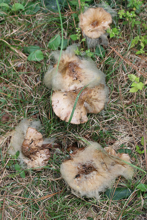 Syzygites megalocarpus Parasitic fungus on Amanita sp. &ndash; On a trail (where woodland meets wetland) in NW Georgia (Floyd County), GA, US. October 10, 2018.<br />
<figure class="photo"><a href="https://www.jungledragon.com/image/68007/syzygites_megalocarpus.html" title="Syzygites megalocarpus"><img src="https://s3.amazonaws.com/media.jungledragon.com/images/3231/68007_thumb.jpg?AWSAccessKeyId=05GMT0V3GWVNE7GGM1R2&Expires=1767225610&Signature=xx5o5Xh1fYbp7g116v9qbA2%2B5pg%3D" width="152" height="152" alt="Syzygites megalocarpus Parasitic fungus on Amanita sp. &ndash; On a trail (where woodland meets wetland) in NW Georgia (Floyd County), GA, US. October 10, 2018.<br />
https://www.jungledragon.com/image/68009/syzygites_megalocarpus.html<br />
https://www.jungledragon.com/image/68008/syzygites_megalocarpus.html Fall,Geotagged,Syzygites megalocarpus,United States" /></a></figure><br />
<figure class="photo"><a href="https://www.jungledragon.com/image/68008/syzygites_megalocarpus.html" title="Syzygites megalocarpus"><img src="https://s3.amazonaws.com/media.jungledragon.com/images/3231/68008_thumb.jpg?AWSAccessKeyId=05GMT0V3GWVNE7GGM1R2&Expires=1767225610&Signature=6ArJ9ilxAG%2BwmdQtjS41gMlsK4w%3D" width="200" height="134" alt="Syzygites megalocarpus Parasitic fungus on Amanita sp. &ndash; On a trail (where woodland meets wetland) in NW Georgia (Floyd County), GA, US. October 10, 2018.<br />
https://www.jungledragon.com/image/68007/syzygites_megalocarpus.html<br />
https://www.jungledragon.com/image/68009/syzygites_megalocarpus.html Fall,Geotagged,Syzygites megalocarpus,United States" /></a></figure> Fall,Geotagged,Syzygites megalocarpus,United States