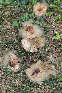 Syzygites megalocarpus Parasitic fungus on Amanita sp. &ndash; On a trail (where woodland meets wetland) in NW Georgia (Floyd County), GA, US. October 10, 2018.
https://www.jungledragon.com/image/68007/syzygites_megalocarpus.html
https://www.jungledragon.com/image/68008/syzygites_megalocarpus.html Fall,Geotagged,Syzygites megalocarpus,United States