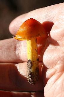 Witch's Hat (Hygrocybe conica) Growing at the edge of a dense mixed forest.
Stains black. Was completely black after sitting for an entire night!
https://www.jungledragon.com/image/68013/witchs_hat_hygrocybe_conica.html
https://www.jungledragon.com/image/68012/witchs_hat_hygrocybe_conica.html
https://www.jungledragon.com/image/68011/witchs_hat_hygrocybe_conica.html Fall,Geotagged,Hygrocybe conica,United States,Witch's hat