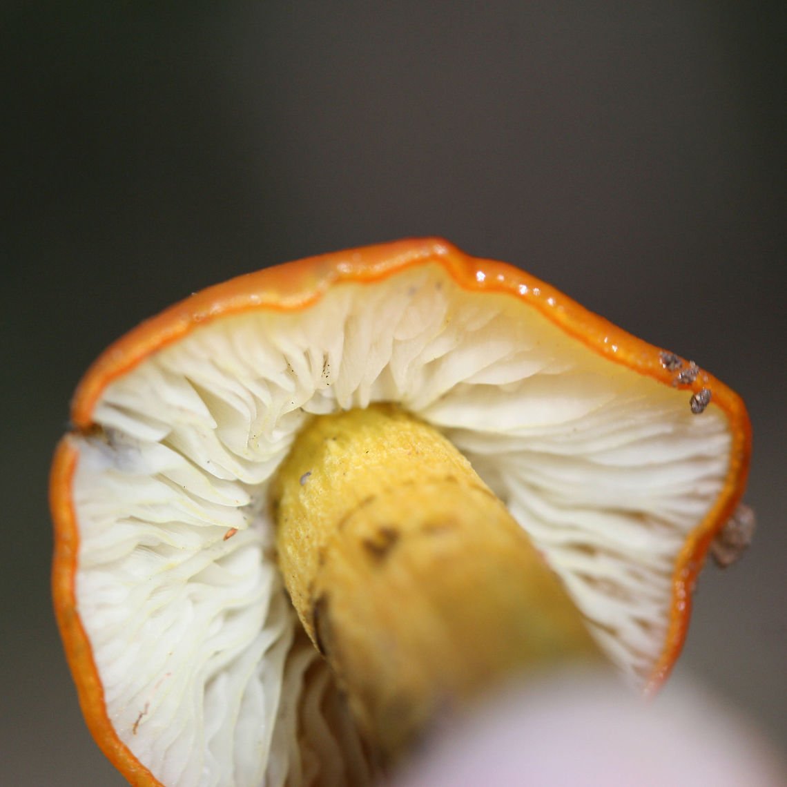 Witch's Hat (Hygrocybe conica) Growing at the edge of a dense mixed forest.<br />
Stains black. Was completely black after sitting for an entire night!<br />
<figure class="photo"><a href="https://www.jungledragon.com/image/68010/witchs_hat_hygrocybe_conica.html" title="Witch&#039;s Hat (Hygrocybe conica)"><img src="https://s3.amazonaws.com/media.jungledragon.com/images/3231/68010_thumb.jpg?AWSAccessKeyId=05GMT0V3GWVNE7GGM1R2&Expires=1767225610&Signature=r%2Fn7FxOrrmfFmjyzzEJ%2BkSx6qzg%3D" width="102" height="152" alt="Witch&#039;s Hat (Hygrocybe conica) Growing at the edge of a dense mixed forest.<br />
Stains black. Was completely black after sitting for an entire night!<br />
https://www.jungledragon.com/image/68013/witchs_hat_hygrocybe_conica.html<br />
https://www.jungledragon.com/image/68012/witchs_hat_hygrocybe_conica.html<br />
https://www.jungledragon.com/image/68011/witchs_hat_hygrocybe_conica.html Fall,Geotagged,Hygrocybe conica,United States,Witch&#039;s hat" /></a></figure><br />
<figure class="photo"><a href="https://www.jungledragon.com/image/68012/witchs_hat_hygrocybe_conica.html" title="Witch&#039;s Hat (Hygrocybe conica)"><img src="https://s3.amazonaws.com/media.jungledragon.com/images/3231/68012_thumb.jpg?AWSAccessKeyId=05GMT0V3GWVNE7GGM1R2&Expires=1767225610&Signature=meCo8cUGv6mz8FSScLBjGxW4j3o%3D" width="200" height="134" alt="Witch&#039;s Hat (Hygrocybe conica) Growing at the edge of a dense mixed forest.<br />
Stains black. Was completely black after sitting for an entire night!<br />
https://www.jungledragon.com/image/68010/witchs_hat_hygrocybe_conica.html<br />
https://www.jungledragon.com/image/68013/witchs_hat_hygrocybe_conica.html<br />
https://www.jungledragon.com/image/68011/witchs_hat_hygrocybe_conica.html Fall,Geotagged,Hygrocybe conica,United States,Witch&#039;s hat" /></a></figure><br />
<figure class="photo"><a href="https://www.jungledragon.com/image/68013/witchs_hat_hygrocybe_conica.html" title="Witch&#039;s Hat (Hygrocybe conica)"><img src="https://s3.amazonaws.com/media.jungledragon.com/images/3231/68013_thumb.jpg?AWSAccessKeyId=05GMT0V3GWVNE7GGM1R2&Expires=1767225610&Signature=9nOEc0w2chWUqsmpplZ3dgltgsg%3D" width="200" height="134" alt="Witch&#039;s Hat (Hygrocybe conica) Growing at the edge of a dense mixed forest.<br />
Stains black. Was completely black after sitting for an entire night!<br />
https://www.jungledragon.com/image/68010/witchs_hat_hygrocybe_conica.html<br />
https://www.jungledragon.com/image/68012/witchs_hat_hygrocybe_conica.html<br />
https://www.jungledragon.com/image/68011/witchs_hat_hygrocybe_conica.html Fall,Geotagged,Hygrocybe conica,United States,Witch&#039;s hat" /></a></figure> Fall,Geotagged,Hygrocybe conica,United States,Witch's hat