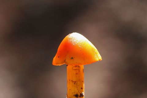 Witch's Hat (Hygrocybe conica) Growing at the edge of a dense mixed forest.
Stains black. Was completely black after sitting for an entire night!
https://www.jungledragon.com/image/68010/witchs_hat_hygrocybe_conica.html
https://www.jungledragon.com/image/68013/witchs_hat_hygrocybe_conica.html
https://www.jungledragon.com/image/68011/witchs_hat_hygrocybe_conica.html Fall,Geotagged,Hygrocybe conica,United States,Witch's hat