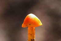Witch's Hat (Hygrocybe conica) Growing at the edge of a dense mixed forest.<br />
Stains black. Was completely black after sitting for an entire night!<br />
https://www.jungledragon.com/image/68010/witchs_hat_hygrocybe_conica.html<br />
https://www.jungledragon.com/image/68013/witchs_hat_hygrocybe_conica.html<br />
https://www.jungledragon.com/image/68011/witchs_hat_hygrocybe_conica.html Fall,Geotagged,Hygrocybe conica,United States,Witch's hat