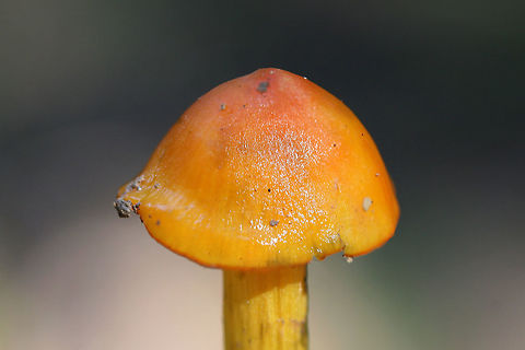 Witch's Hat (Hygrocybe conica) Growing at the edge of a dense mixed forest.
Stains black. Was completely black after sitting for an entire night!
https://www.jungledragon.com/image/68010/witchs_hat_hygrocybe_conica.html
https://www.jungledragon.com/image/68012/witchs_hat_hygrocybe_conica.html
https://www.jungledragon.com/image/68011/witchs_hat_hygrocybe_conica.html Fall,Geotagged,Hygrocybe conica,United States,Witch's hat