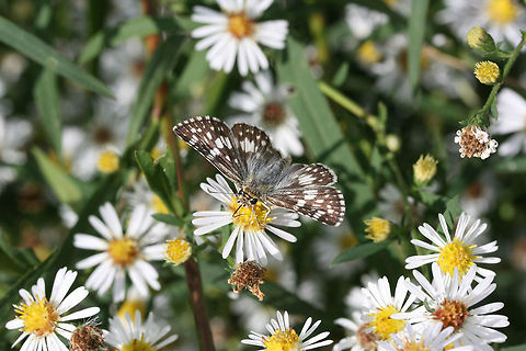 Checkered Skipper (Pyrgus sp.) Nectaring on Symphyotrichum sp. in an overgrown backyard habitat. Fall,Geotagged,United States