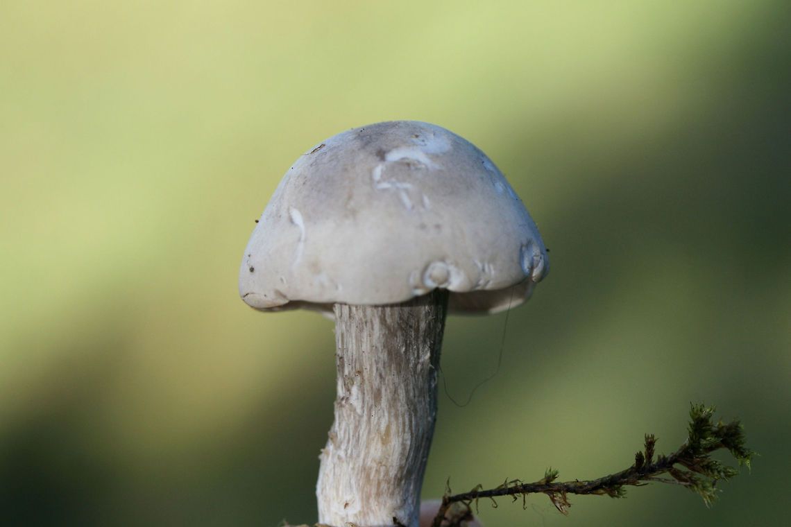 Unknown Mushrooms (Clitocybe sp.)? Growing in (saturated) moss and grass in a backyard habitat in a residential area.<br />
<br />
Odor: slightly sweet<br />
Texture: Cap is slick/rubbery<br />
<figure class="photo"><a href="https://www.jungledragon.com/image/68095/unknown_mushrooms_clitocybe_sp.html" title="Unknown Mushrooms (Clitocybe sp.)?"><img src="https://s3.amazonaws.com/media.jungledragon.com/images/3231/68095_thumb.jpg?AWSAccessKeyId=05GMT0V3GWVNE7GGM1R2&Expires=1769040010&Signature=EfVqpqYzJ4Mht66WHZdPuhfYK2I%3D" width="102" height="152" alt="Unknown Mushrooms (Clitocybe sp.)? Growing in (saturated) moss and grass in a backyard habitat in a residential area.<br />
<br />
Odor: slightly sweet<br />
Texture: Cap is slick/rubbery<br />
https://www.jungledragon.com/image/68093/unknown_mushrooms_clitocybe_sp.html<br />
https://www.jungledragon.com/image/68094/unknown_mushrooms_clitocybe_sp.html Fall,Geotagged,United States" /></a></figure><br />
<figure class="photo"><a href="https://www.jungledragon.com/image/68094/unknown_mushrooms_clitocybe_sp.html" title="Unknown Mushrooms (Clitocybe sp.)?"><img src="https://s3.amazonaws.com/media.jungledragon.com/images/3231/68094_thumb.jpg?AWSAccessKeyId=05GMT0V3GWVNE7GGM1R2&Expires=1769040010&Signature=mNQYsI2rYfLqZFSglYLpHLecRGI%3D" width="102" height="152" alt="Unknown Mushrooms (Clitocybe sp.)? Growing in (saturated) moss and grass in a backyard habitat in a residential area.<br />
<br />
Odor: slightly sweet<br />
Texture: Cap is slick/rubbery<br />
https://www.jungledragon.com/image/68095/unknown_mushrooms_clitocybe_sp.html<br />
https://www.jungledragon.com/image/68093/unknown_mushrooms_clitocybe_sp.html Fall,Geotagged,United States" /></a></figure> Fall,Geotagged,United States