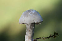Unknown Mushrooms (Clitocybe sp.)? Growing in (saturated) moss and grass in a backyard habitat in a residential area.<br />
<br />
Odor: slightly sweet<br />
Texture: Cap is slick/rubbery<br />
https://www.jungledragon.com/image/68095/unknown_mushrooms_clitocybe_sp.html<br />
https://www.jungledragon.com/image/68094/unknown_mushrooms_clitocybe_sp.html Fall,Geotagged,United States