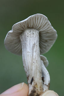 Unknown Mushrooms (Clitocybe sp.)? Growing in (saturated) moss and grass in a backyard habitat in a residential area.

Odor: slightly sweet
Texture: Cap is slick/rubbery
https://www.jungledragon.com/image/68095/unknown_mushrooms_clitocybe_sp.html
https://www.jungledragon.com/image/68093/unknown_mushrooms_clitocybe_sp.html Fall,Geotagged,United States