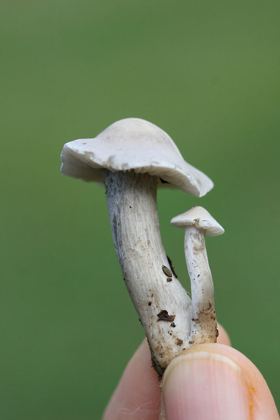 Unknown Mushrooms (Clitocybe sp.)? Growing in (saturated) moss and grass in a backyard habitat in a residential area.<br />
<br />
Odor: slightly sweet<br />
Texture: Cap is slick/rubbery<br />
<figure class="photo"><a href="https://www.jungledragon.com/image/68093/unknown_mushrooms_clitocybe_sp.html" title="Unknown Mushrooms (Clitocybe sp.)?"><img src="https://s3.amazonaws.com/media.jungledragon.com/images/3231/68093_thumb.jpg?AWSAccessKeyId=05GMT0V3GWVNE7GGM1R2&Expires=1769040010&Signature=5POM3rZGaS%2BGphqrV4kqv4iTs8A%3D" width="200" height="134" alt="Unknown Mushrooms (Clitocybe sp.)? Growing in (saturated) moss and grass in a backyard habitat in a residential area.<br />
<br />
Odor: slightly sweet<br />
Texture: Cap is slick/rubbery<br />
https://www.jungledragon.com/image/68095/unknown_mushrooms_clitocybe_sp.html<br />
https://www.jungledragon.com/image/68094/unknown_mushrooms_clitocybe_sp.html Fall,Geotagged,United States" /></a></figure><br />
<figure class="photo"><a href="https://www.jungledragon.com/image/68094/unknown_mushrooms_clitocybe_sp.html" title="Unknown Mushrooms (Clitocybe sp.)?"><img src="https://s3.amazonaws.com/media.jungledragon.com/images/3231/68094_thumb.jpg?AWSAccessKeyId=05GMT0V3GWVNE7GGM1R2&Expires=1769040010&Signature=mNQYsI2rYfLqZFSglYLpHLecRGI%3D" width="102" height="152" alt="Unknown Mushrooms (Clitocybe sp.)? Growing in (saturated) moss and grass in a backyard habitat in a residential area.<br />
<br />
Odor: slightly sweet<br />
Texture: Cap is slick/rubbery<br />
https://www.jungledragon.com/image/68095/unknown_mushrooms_clitocybe_sp.html<br />
https://www.jungledragon.com/image/68093/unknown_mushrooms_clitocybe_sp.html Fall,Geotagged,United States" /></a></figure> Fall,Geotagged,United States