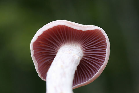 Purple Laccaria (Laccaria ochropurpurea) Growing in a moist area on a ridge top in a dense mixed hardwood/coniferous forest. Growing in moist leaf litter.
https://www.jungledragon.com/image/68100/purple_laccaria_laccaria_ochropurpurea.html
https://www.jungledragon.com/image/68099/purple_laccaria_laccaria_ochropurpurea.html
https://www.jungledragon.com/image/68098/purple_laccaria_laccaria_ochropurpurea.html
https://www.jungledragon.com/image/68097/purple_laccaria_laccaria_ochropurpurea.html
 Fall,Geotagged,Laccaria ochropurpurea,United States