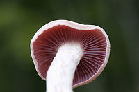Purple Laccaria (Laccaria ochropurpurea) Growing in a moist area on a ridge top in a dense mixed hardwood/coniferous forest. Growing in moist leaf litter.<br />
https://www.jungledragon.com/image/68100/purple_laccaria_laccaria_ochropurpurea.html<br />
https://www.jungledragon.com/image/68099/purple_laccaria_laccaria_ochropurpurea.html<br />
https://www.jungledragon.com/image/68098/purple_laccaria_laccaria_ochropurpurea.html<br />
https://www.jungledragon.com/image/68097/purple_laccaria_laccaria_ochropurpurea.html<br />
 Fall,Geotagged,Laccaria ochropurpurea,United States