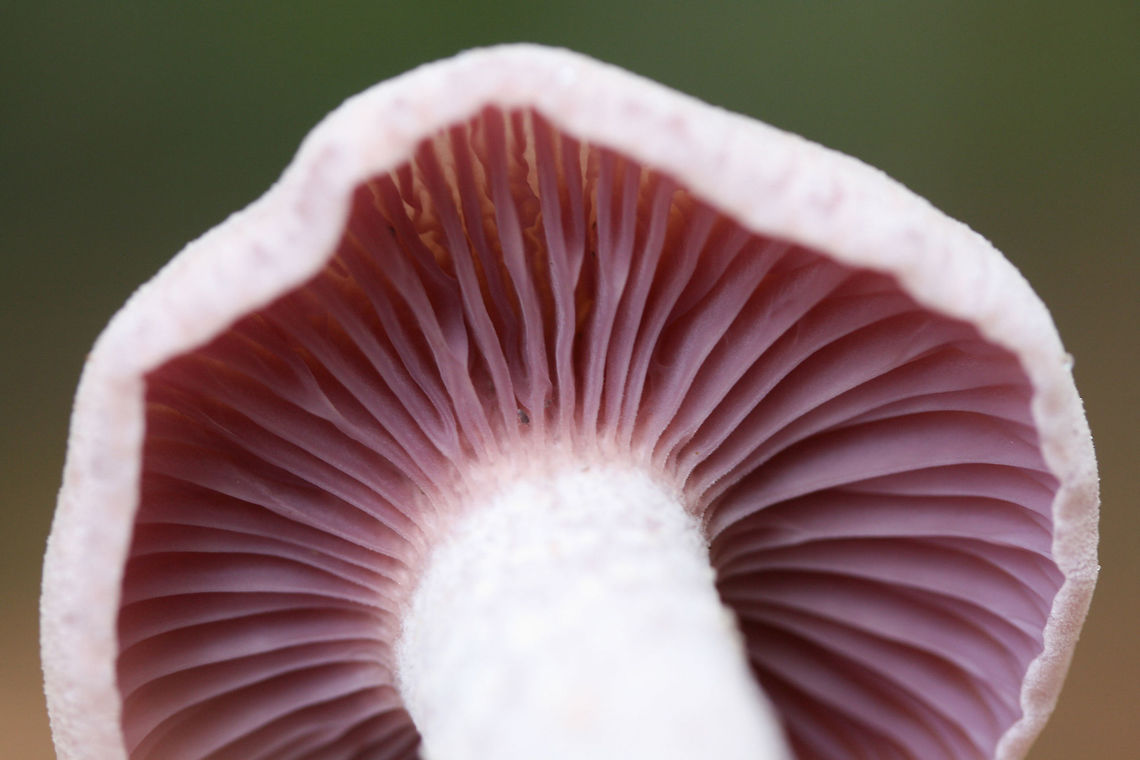 Purple Laccaria (Laccaria ochropurpurea) Growing in a moist area on a ridge top in a dense mixed hardwood/coniferous forest. Growing in moist leaf litter.<br />
<figure class="photo"><a href="https://www.jungledragon.com/image/68096/purple_laccaria_laccaria_ochropurpurea.html" title="Purple Laccaria (Laccaria ochropurpurea)"><img src="https://s3.amazonaws.com/media.jungledragon.com/images/3231/68096_thumb.jpg?AWSAccessKeyId=05GMT0V3GWVNE7GGM1R2&Expires=1759968010&Signature=4rpA8C42dbQut4w1vHNU1daopu4%3D" width="200" height="134" alt="Purple Laccaria (Laccaria ochropurpurea) Growing in a moist area on a ridge top in a dense mixed hardwood/coniferous forest. Growing in moist leaf litter.<br />
https://www.jungledragon.com/image/68100/purple_laccaria_laccaria_ochropurpurea.html<br />
https://www.jungledragon.com/image/68099/purple_laccaria_laccaria_ochropurpurea.html<br />
https://www.jungledragon.com/image/68098/purple_laccaria_laccaria_ochropurpurea.html<br />
https://www.jungledragon.com/image/68097/purple_laccaria_laccaria_ochropurpurea.html<br />
 Fall,Geotagged,Laccaria ochropurpurea,United States" /></a></figure><br />
<figure class="photo"><a href="https://www.jungledragon.com/image/68099/purple_laccaria_laccaria_ochropurpurea.html" title="Purple Laccaria (Laccaria ochropurpurea)"><img src="https://s3.amazonaws.com/media.jungledragon.com/images/3231/68099_thumb.jpg?AWSAccessKeyId=05GMT0V3GWVNE7GGM1R2&Expires=1759968010&Signature=Ag8H5ED%2FH5CcKcNZKzYTtz3BhmM%3D" width="200" height="134" alt="Purple Laccaria (Laccaria ochropurpurea) Growing in a moist area on a ridge top in a dense mixed hardwood/coniferous forest. Growing in moist leaf litter.<br />
https://www.jungledragon.com/image/68096/purple_laccaria_laccaria_ochropurpurea.html<br />
https://www.jungledragon.com/image/68100/purple_laccaria_laccaria_ochropurpurea.html<br />
https://www.jungledragon.com/image/68098/purple_laccaria_laccaria_ochropurpurea.html<br />
https://www.jungledragon.com/image/68097/purple_laccaria_laccaria_ochropurpurea.html Fall,Geotagged,Laccaria ochropurpurea,United States" /></a></figure><br />
<figure class="photo"><a href="https://www.jungledragon.com/image/68098/purple_laccaria_laccaria_ochropurpurea.html" title="Purple Laccaria (Laccaria ochropurpurea)"><img src="https://s3.amazonaws.com/media.jungledragon.com/images/3231/68098_thumb.jpg?AWSAccessKeyId=05GMT0V3GWVNE7GGM1R2&Expires=1759968010&Signature=h74xPvFRBfzhC8uLvbC03gpku7s%3D" width="102" height="152" alt="Purple Laccaria (Laccaria ochropurpurea) Growing in a moist area on a ridge top in a dense mixed hardwood/coniferous forest. Growing in moist leaf litter.<br />
https://www.jungledragon.com/image/68096/purple_laccaria_laccaria_ochropurpurea.html<br />
https://www.jungledragon.com/image/68099/purple_laccaria_laccaria_ochropurpurea.html<br />
https://www.jungledragon.com/image/68100/purple_laccaria_laccaria_ochropurpurea.html<br />
https://www.jungledragon.com/image/68097/purple_laccaria_laccaria_ochropurpurea.html Fall,Geotagged,Laccaria ochropurpurea,United States" /></a></figure><br />
<figure class="photo"><a href="https://www.jungledragon.com/image/68100/purple_laccaria_laccaria_ochropurpurea_-_immature_fruiting_body.html" title="Purple Laccaria (Laccaria ochropurpurea) - Immature Fruiting Body"><img src="https://s3.amazonaws.com/media.jungledragon.com/images/3231/68100_thumb.jpg?AWSAccessKeyId=05GMT0V3GWVNE7GGM1R2&Expires=1759968010&Signature=ZlWzBsR84x0uvkj3Df4pBqycIiQ%3D" width="200" height="200" alt="Purple Laccaria (Laccaria ochropurpurea) - Immature Fruiting Body Growing in a moist area on a ridge top in a dense mixed hardwood/coniferous forest. Growing in moist leaf litter.<br />
https://www.jungledragon.com/image/68096/purple_laccaria_laccaria_ochropurpurea.html<br />
https://www.jungledragon.com/image/68099/purple_laccaria_laccaria_ochropurpurea.html<br />
https://www.jungledragon.com/image/68098/purple_laccaria_laccaria_ochropurpurea.html<br />
https://www.jungledragon.com/image/68097/purple_laccaria_laccaria_ochropurpurea.html<br />
 Fall,Geotagged,Laccaria ochropurpurea,United States" /></a></figure> Fall,Geotagged,Laccaria ochropurpurea,United States