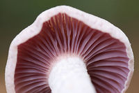 Purple Laccaria (Laccaria ochropurpurea) Growing in a moist area on a ridge top in a dense mixed hardwood/coniferous forest. Growing in moist leaf litter.<br />
https://www.jungledragon.com/image/68096/purple_laccaria_laccaria_ochropurpurea.html<br />
https://www.jungledragon.com/image/68099/purple_laccaria_laccaria_ochropurpurea.html<br />
https://www.jungledragon.com/image/68098/purple_laccaria_laccaria_ochropurpurea.html<br />
https://www.jungledragon.com/image/68100/purple_laccaria_laccaria_ochropurpurea.html Fall,Geotagged,Laccaria ochropurpurea,United States