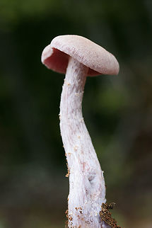 Purple Laccaria (Laccaria ochropurpurea) Growing in a moist area on a ridge top in a dense mixed hardwood/coniferous forest. Growing in moist leaf litter.
https://www.jungledragon.com/image/68096/purple_laccaria_laccaria_ochropurpurea.html
https://www.jungledragon.com/image/68099/purple_laccaria_laccaria_ochropurpurea.html
https://www.jungledragon.com/image/68100/purple_laccaria_laccaria_ochropurpurea.html
https://www.jungledragon.com/image/68097/purple_laccaria_laccaria_ochropurpurea.html Fall,Geotagged,Laccaria ochropurpurea,United States