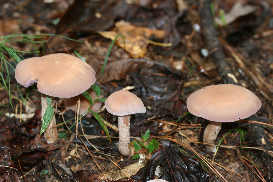Purple Laccaria (Laccaria ochropurpurea) Growing in a moist area on a ridge top in a dense mixed hardwood/coniferous forest. Growing in moist leaf litter.<br />
<figure class="photo"><a href="https://www.jungledragon.com/image/68096/purple_laccaria_laccaria_ochropurpurea.html" title="Purple Laccaria (Laccaria ochropurpurea)"><img src="https://s3.amazonaws.com/media.jungledragon.com/images/3231/68096_thumb.jpg?AWSAccessKeyId=05GMT0V3GWVNE7GGM1R2&Expires=1769040010&Signature=Vyau37jwxiraltBPXnYxv0wKs2g%3D" width="200" height="134" alt="Purple Laccaria (Laccaria ochropurpurea) Growing in a moist area on a ridge top in a dense mixed hardwood/coniferous forest. Growing in moist leaf litter.<br />
https://www.jungledragon.com/image/68100/purple_laccaria_laccaria_ochropurpurea.html<br />
https://www.jungledragon.com/image/68099/purple_laccaria_laccaria_ochropurpurea.html<br />
https://www.jungledragon.com/image/68098/purple_laccaria_laccaria_ochropurpurea.html<br />
https://www.jungledragon.com/image/68097/purple_laccaria_laccaria_ochropurpurea.html<br />
 Fall,Geotagged,Laccaria ochropurpurea,United States" /></a></figure><br />
<figure class="photo"><a href="https://www.jungledragon.com/image/68100/purple_laccaria_laccaria_ochropurpurea_-_immature_fruiting_body.html" title="Purple Laccaria (Laccaria ochropurpurea) - Immature Fruiting Body"><img src="https://s3.amazonaws.com/media.jungledragon.com/images/3231/68100_thumb.jpg?AWSAccessKeyId=05GMT0V3GWVNE7GGM1R2&Expires=1769040010&Signature=5SY%2Fkhl1RaHaIii7cHPX%2BDAvQDk%3D" width="200" height="200" alt="Purple Laccaria (Laccaria ochropurpurea) - Immature Fruiting Body Growing in a moist area on a ridge top in a dense mixed hardwood/coniferous forest. Growing in moist leaf litter.<br />
https://www.jungledragon.com/image/68096/purple_laccaria_laccaria_ochropurpurea.html<br />
https://www.jungledragon.com/image/68099/purple_laccaria_laccaria_ochropurpurea.html<br />
https://www.jungledragon.com/image/68098/purple_laccaria_laccaria_ochropurpurea.html<br />
https://www.jungledragon.com/image/68097/purple_laccaria_laccaria_ochropurpurea.html<br />
 Fall,Geotagged,Laccaria ochropurpurea,United States" /></a></figure><br />
<figure class="photo"><a href="https://www.jungledragon.com/image/68098/purple_laccaria_laccaria_ochropurpurea.html" title="Purple Laccaria (Laccaria ochropurpurea)"><img src="https://s3.amazonaws.com/media.jungledragon.com/images/3231/68098_thumb.jpg?AWSAccessKeyId=05GMT0V3GWVNE7GGM1R2&Expires=1769040010&Signature=9BI7fUKbPivvq3dFBv1kwn0Ubk8%3D" width="102" height="152" alt="Purple Laccaria (Laccaria ochropurpurea) Growing in a moist area on a ridge top in a dense mixed hardwood/coniferous forest. Growing in moist leaf litter.<br />
https://www.jungledragon.com/image/68096/purple_laccaria_laccaria_ochropurpurea.html<br />
https://www.jungledragon.com/image/68099/purple_laccaria_laccaria_ochropurpurea.html<br />
https://www.jungledragon.com/image/68100/purple_laccaria_laccaria_ochropurpurea.html<br />
https://www.jungledragon.com/image/68097/purple_laccaria_laccaria_ochropurpurea.html Fall,Geotagged,Laccaria ochropurpurea,United States" /></a></figure><br />
<figure class="photo"><a href="https://www.jungledragon.com/image/68097/purple_laccaria_laccaria_ochropurpurea.html" title="Purple Laccaria (Laccaria ochropurpurea)"><img src="https://s3.amazonaws.com/media.jungledragon.com/images/3231/68097_thumb.jpg?AWSAccessKeyId=05GMT0V3GWVNE7GGM1R2&Expires=1769040010&Signature=FYt8wI5p9xoRJLibOcqIV4VVGzk%3D" width="200" height="134" alt="Purple Laccaria (Laccaria ochropurpurea) Growing in a moist area on a ridge top in a dense mixed hardwood/coniferous forest. Growing in moist leaf litter.<br />
https://www.jungledragon.com/image/68096/purple_laccaria_laccaria_ochropurpurea.html<br />
https://www.jungledragon.com/image/68099/purple_laccaria_laccaria_ochropurpurea.html<br />
https://www.jungledragon.com/image/68098/purple_laccaria_laccaria_ochropurpurea.html<br />
https://www.jungledragon.com/image/68100/purple_laccaria_laccaria_ochropurpurea.html Fall,Geotagged,Laccaria ochropurpurea,United States" /></a></figure> Fall,Geotagged,Laccaria ochropurpurea,United States