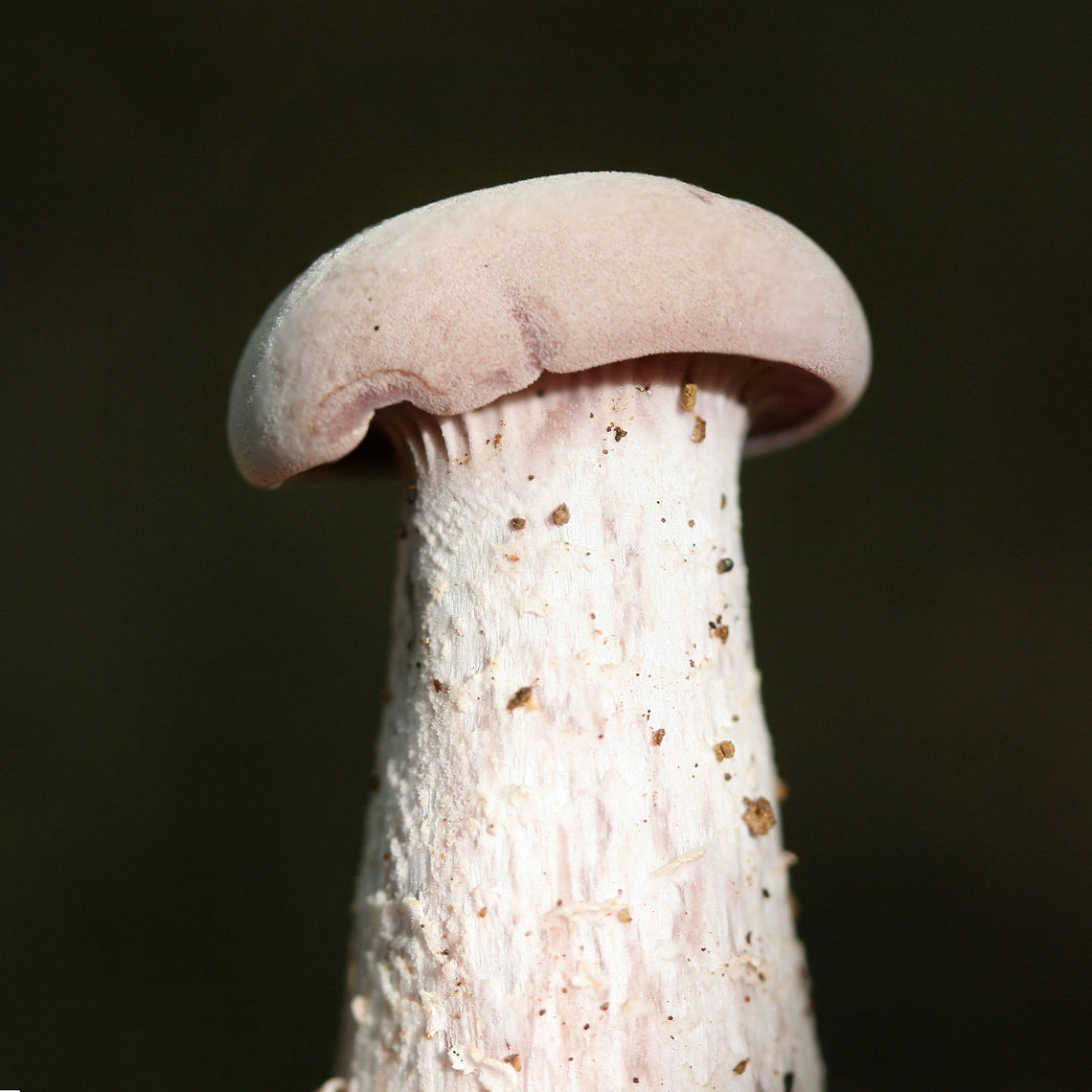 Purple Laccaria (Laccaria ochropurpurea) - Immature Fruiting Body Growing in a moist area on a ridge top in a dense mixed hardwood/coniferous forest. Growing in moist leaf litter.<br />
<figure class="photo"><a href="https://www.jungledragon.com/image/68096/purple_laccaria_laccaria_ochropurpurea.html" title="Purple Laccaria (Laccaria ochropurpurea)"><img src="https://s3.amazonaws.com/media.jungledragon.com/images/3231/68096_thumb.jpg?AWSAccessKeyId=05GMT0V3GWVNE7GGM1R2&Expires=1759968010&Signature=4rpA8C42dbQut4w1vHNU1daopu4%3D" width="200" height="134" alt="Purple Laccaria (Laccaria ochropurpurea) Growing in a moist area on a ridge top in a dense mixed hardwood/coniferous forest. Growing in moist leaf litter.<br />
https://www.jungledragon.com/image/68100/purple_laccaria_laccaria_ochropurpurea.html<br />
https://www.jungledragon.com/image/68099/purple_laccaria_laccaria_ochropurpurea.html<br />
https://www.jungledragon.com/image/68098/purple_laccaria_laccaria_ochropurpurea.html<br />
https://www.jungledragon.com/image/68097/purple_laccaria_laccaria_ochropurpurea.html<br />
 Fall,Geotagged,Laccaria ochropurpurea,United States" /></a></figure><br />
<figure class="photo"><a href="https://www.jungledragon.com/image/68099/purple_laccaria_laccaria_ochropurpurea.html" title="Purple Laccaria (Laccaria ochropurpurea)"><img src="https://s3.amazonaws.com/media.jungledragon.com/images/3231/68099_thumb.jpg?AWSAccessKeyId=05GMT0V3GWVNE7GGM1R2&Expires=1759968010&Signature=Ag8H5ED%2FH5CcKcNZKzYTtz3BhmM%3D" width="200" height="134" alt="Purple Laccaria (Laccaria ochropurpurea) Growing in a moist area on a ridge top in a dense mixed hardwood/coniferous forest. Growing in moist leaf litter.<br />
https://www.jungledragon.com/image/68096/purple_laccaria_laccaria_ochropurpurea.html<br />
https://www.jungledragon.com/image/68100/purple_laccaria_laccaria_ochropurpurea.html<br />
https://www.jungledragon.com/image/68098/purple_laccaria_laccaria_ochropurpurea.html<br />
https://www.jungledragon.com/image/68097/purple_laccaria_laccaria_ochropurpurea.html Fall,Geotagged,Laccaria ochropurpurea,United States" /></a></figure><br />
<figure class="photo"><a href="https://www.jungledragon.com/image/68098/purple_laccaria_laccaria_ochropurpurea.html" title="Purple Laccaria (Laccaria ochropurpurea)"><img src="https://s3.amazonaws.com/media.jungledragon.com/images/3231/68098_thumb.jpg?AWSAccessKeyId=05GMT0V3GWVNE7GGM1R2&Expires=1759968010&Signature=h74xPvFRBfzhC8uLvbC03gpku7s%3D" width="102" height="152" alt="Purple Laccaria (Laccaria ochropurpurea) Growing in a moist area on a ridge top in a dense mixed hardwood/coniferous forest. Growing in moist leaf litter.<br />
https://www.jungledragon.com/image/68096/purple_laccaria_laccaria_ochropurpurea.html<br />
https://www.jungledragon.com/image/68099/purple_laccaria_laccaria_ochropurpurea.html<br />
https://www.jungledragon.com/image/68100/purple_laccaria_laccaria_ochropurpurea.html<br />
https://www.jungledragon.com/image/68097/purple_laccaria_laccaria_ochropurpurea.html Fall,Geotagged,Laccaria ochropurpurea,United States" /></a></figure><br />
<figure class="photo"><a href="https://www.jungledragon.com/image/68097/purple_laccaria_laccaria_ochropurpurea.html" title="Purple Laccaria (Laccaria ochropurpurea)"><img src="https://s3.amazonaws.com/media.jungledragon.com/images/3231/68097_thumb.jpg?AWSAccessKeyId=05GMT0V3GWVNE7GGM1R2&Expires=1759968010&Signature=GdhswQBRN8EJCk1h0FI5ymbWFKk%3D" width="200" height="134" alt="Purple Laccaria (Laccaria ochropurpurea) Growing in a moist area on a ridge top in a dense mixed hardwood/coniferous forest. Growing in moist leaf litter.<br />
https://www.jungledragon.com/image/68096/purple_laccaria_laccaria_ochropurpurea.html<br />
https://www.jungledragon.com/image/68099/purple_laccaria_laccaria_ochropurpurea.html<br />
https://www.jungledragon.com/image/68098/purple_laccaria_laccaria_ochropurpurea.html<br />
https://www.jungledragon.com/image/68100/purple_laccaria_laccaria_ochropurpurea.html Fall,Geotagged,Laccaria ochropurpurea,United States" /></a></figure><br />
 Fall,Geotagged,Laccaria ochropurpurea,United States