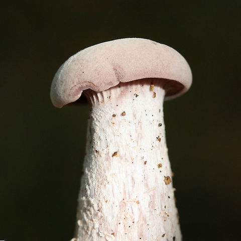 Purple Laccaria (Laccaria ochropurpurea) - Immature Fruiting Body Growing in a moist area on a ridge top in a dense mixed hardwood/coniferous forest. Growing in moist leaf litter.
https://www.jungledragon.com/image/68096/purple_laccaria_laccaria_ochropurpurea.html
https://www.jungledragon.com/image/68099/purple_laccaria_laccaria_ochropurpurea.html
https://www.jungledragon.com/image/68098/purple_laccaria_laccaria_ochropurpurea.html
https://www.jungledragon.com/image/68097/purple_laccaria_laccaria_ochropurpurea.html
 Fall,Geotagged,Laccaria ochropurpurea,United States