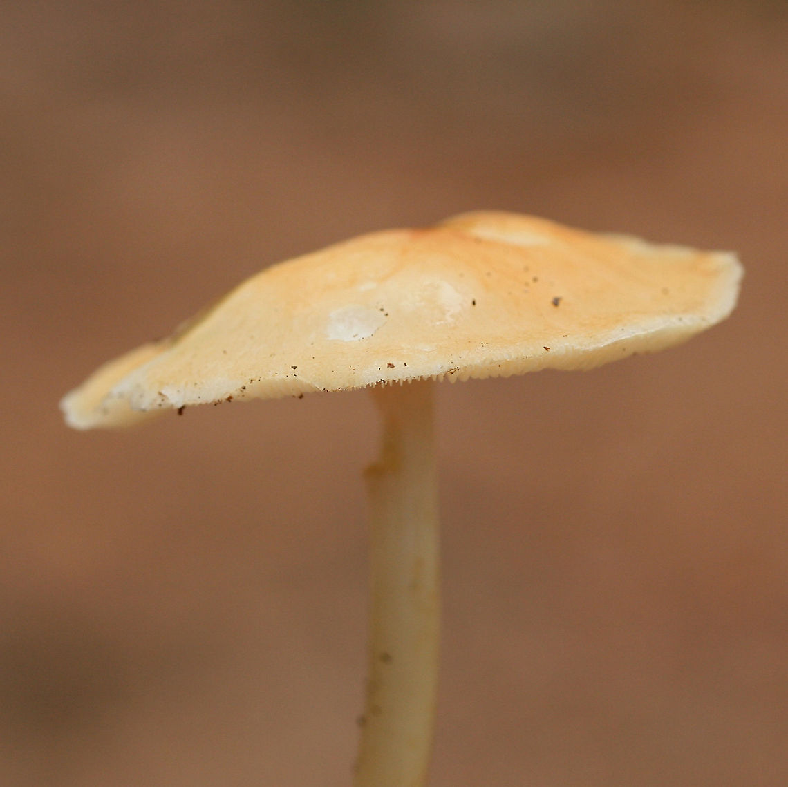 Marasmius strictipes Growing in leaf litter and highly rotted wood on a ridge in a dense mixed hardwood/coniferous forest.<br />
<figure class="photo"><a href="https://www.jungledragon.com/image/68102/marasmius_strictipes.html" title="Marasmius strictipes"><img src="https://s3.amazonaws.com/media.jungledragon.com/images/3231/68102_thumb.jpg?AWSAccessKeyId=05GMT0V3GWVNE7GGM1R2&Expires=1767225610&Signature=EP2vu6qUw2sddcHSw5l1hYOg878%3D" width="200" height="134" alt="Marasmius strictipes Growing in leaf litter and highly rotted wood on a ridge in a dense mixed hardwood/coniferous forest.<br />
https://www.jungledragon.com/image/68101/marasmius_strictipes.html<br />
https://www.jungledragon.com/image/68103/marasmius_strictipes.html Fall,Geotagged,Marasmius strictipes,United States" /></a></figure><br />
<figure class="photo"><a href="https://www.jungledragon.com/image/68103/marasmius_strictipes.html" title="Marasmius strictipes"><img src="https://s3.amazonaws.com/media.jungledragon.com/images/3231/68103_thumb.jpg?AWSAccessKeyId=05GMT0V3GWVNE7GGM1R2&Expires=1767225610&Signature=Nprx4W%2BXCvLa%2BOuvqrbcokL20Mo%3D" width="200" height="134" alt="Marasmius strictipes Growing in leaf litter and highly rotted wood on a ridge in a dense mixed hardwood/coniferous forest.<br />
https://www.jungledragon.com/image/68101/marasmius_strictipes.html<br />
https://www.jungledragon.com/image/68102/marasmius_strictipes.html Fall,Geotagged,Marasmius strictipes,United States" /></a></figure> Fall,Geotagged,Marasmius strictipes,United States