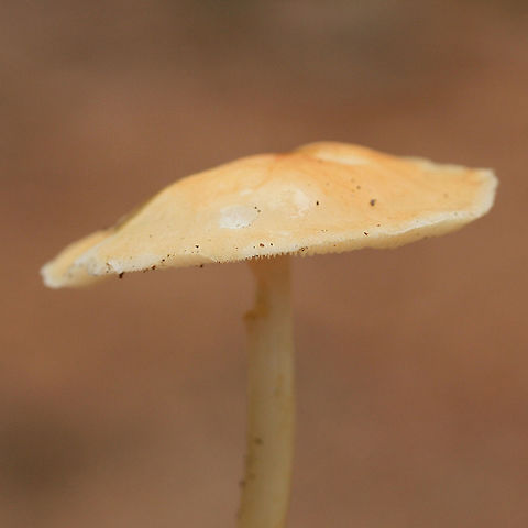 Marasmius strictipes Growing in leaf litter and highly rotted wood on a ridge in a dense mixed hardwood/coniferous forest.
https://www.jungledragon.com/image/68102/marasmius_strictipes.html
https://www.jungledragon.com/image/68103/marasmius_strictipes.html Fall,Geotagged,Marasmius strictipes,United States