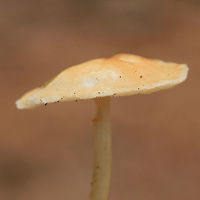 Marasmius strictipes Growing in leaf litter and highly rotted wood on a ridge in a dense mixed hardwood/coniferous forest.<br />
https://www.jungledragon.com/image/68102/marasmius_strictipes.html<br />
https://www.jungledragon.com/image/68103/marasmius_strictipes.html Fall,Geotagged,Marasmius strictipes,United States