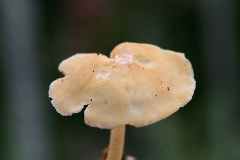 Marasmius strictipes Growing in leaf litter and highly rotted wood on a ridge in a dense mixed hardwood/coniferous forest.
https://www.jungledragon.com/image/68101/marasmius_strictipes.html
https://www.jungledragon.com/image/68103/marasmius_strictipes.html Fall,Geotagged,Marasmius strictipes,United States