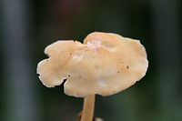 Marasmius strictipes Growing in leaf litter and highly rotted wood on a ridge in a dense mixed hardwood/coniferous forest.<br />
https://www.jungledragon.com/image/68101/marasmius_strictipes.html<br />
https://www.jungledragon.com/image/68103/marasmius_strictipes.html Fall,Geotagged,Marasmius strictipes,United States