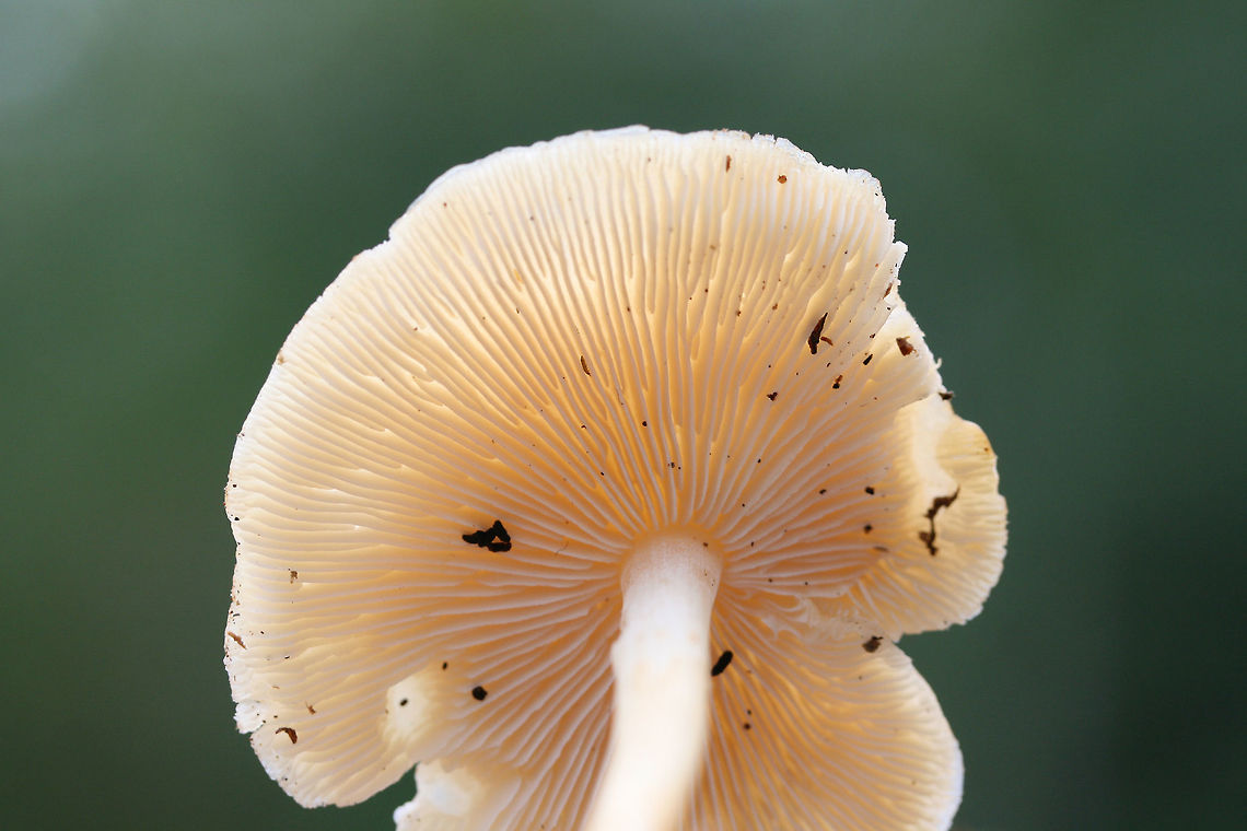 Marasmius strictipes Growing in leaf litter and highly rotted wood on a ridge in a dense mixed hardwood/coniferous forest.<br />
<figure class="photo"><a href="https://www.jungledragon.com/image/68101/marasmius_strictipes.html" title="Marasmius strictipes"><img src="https://s3.amazonaws.com/media.jungledragon.com/images/3231/68101_thumb.jpg?AWSAccessKeyId=05GMT0V3GWVNE7GGM1R2&Expires=1759968010&Signature=4xA0dkeBRBUQNhinaV1yBos6C80%3D" width="200" height="200" alt="Marasmius strictipes Growing in leaf litter and highly rotted wood on a ridge in a dense mixed hardwood/coniferous forest.<br />
https://www.jungledragon.com/image/68102/marasmius_strictipes.html<br />
https://www.jungledragon.com/image/68103/marasmius_strictipes.html Fall,Geotagged,Marasmius strictipes,United States" /></a></figure><br />
<figure class="photo"><a href="https://www.jungledragon.com/image/68102/marasmius_strictipes.html" title="Marasmius strictipes"><img src="https://s3.amazonaws.com/media.jungledragon.com/images/3231/68102_thumb.jpg?AWSAccessKeyId=05GMT0V3GWVNE7GGM1R2&Expires=1759968010&Signature=ntpw28pVOKIUIoeL6yupnEi13v8%3D" width="200" height="134" alt="Marasmius strictipes Growing in leaf litter and highly rotted wood on a ridge in a dense mixed hardwood/coniferous forest.<br />
https://www.jungledragon.com/image/68101/marasmius_strictipes.html<br />
https://www.jungledragon.com/image/68103/marasmius_strictipes.html Fall,Geotagged,Marasmius strictipes,United States" /></a></figure> Fall,Geotagged,Marasmius strictipes,United States