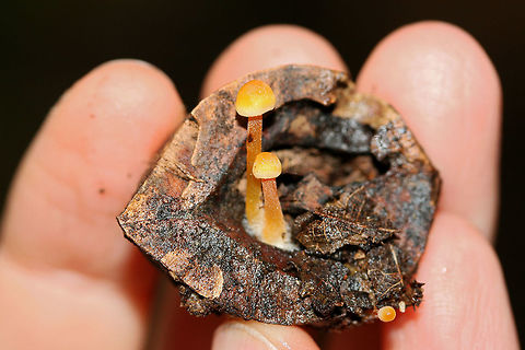 Walnut Mycena (Mycena crocea) Growing on some sort of nut (maybe hickory?) in a dense mixed hardwood/coniferous forest. Found by one of my fellow hikers (Paige) on our land. 
https://www.jungledragon.com/image/68105/walnut_mycena_mycena_crocea.html Fall,Geotagged,Mycena crocea,United States
