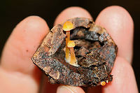 Walnut Mycena (Mycena crocea) Growing on some sort of nut (maybe hickory?) in a dense mixed hardwood/coniferous forest. Found by one of my fellow hikers (Paige) on our land. <br />
https://www.jungledragon.com/image/68105/walnut_mycena_mycena_crocea.html Fall,Geotagged,Mycena crocea,United States