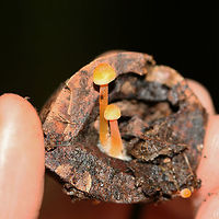 Walnut Mycena (Mycena crocea) Growing on some sort of nut (maybe hickory?) in a dense mixed hardwood/coniferous forest. Found by one of my fellow hikers (Paige) on our land.<br />
https://www.jungledragon.com/image/68104/walnut_mycena_mycena_crocea.html Fall,Geotagged,Mycena crocea,United States