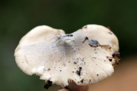 Tricholoma olivaceobrunneum Growing below oaks and other hardwoods (in deep leaf litter). Slightly farinaceous odor. Slimy caps. Not 100% sure on ID, so confirmations/suggestions are welcome.
https://www.jungledragon.com/image/68108/tricholoma_sejunctum.html
https://www.jungledragon.com/image/68107/tricholoma_sejunctum.html Fall,Geotagged,Tricholoma olivaceobrunneum,Tricholoma sejunctum,United States