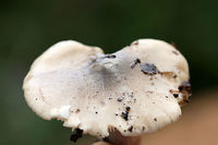 Tricholoma olivaceobrunneum Growing below oaks and other hardwoods (in deep leaf litter). Slightly farinaceous odor. Slimy caps. Not 100% sure on ID, so confirmations/suggestions are welcome.<br />
https://www.jungledragon.com/image/68108/tricholoma_sejunctum.html<br />
https://www.jungledragon.com/image/68107/tricholoma_sejunctum.html Fall,Geotagged,Tricholoma olivaceobrunneum,Tricholoma sejunctum,United States