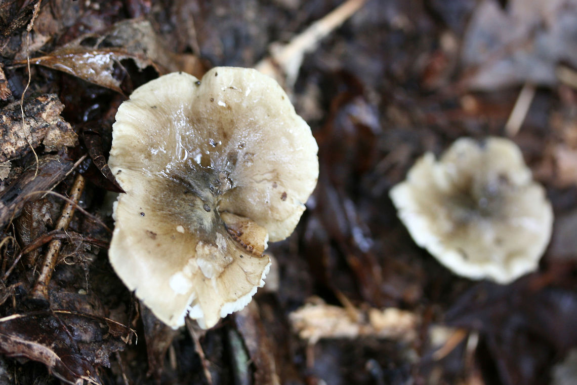 Tricholoma olivaceobrunneum Growing below oaks and other hardwoods (in deep leaf litter). Slightly farinaceous odor. Slimy caps. Not 100% sure on ID, so confirmations/suggestions are welcome.<br />
<figure class="photo"><a href="https://www.jungledragon.com/image/68108/tricholoma_olivaceobrunneum.html" title="Tricholoma olivaceobrunneum"><img src="https://s3.amazonaws.com/media.jungledragon.com/images/3231/68108_thumb.jpg?AWSAccessKeyId=05GMT0V3GWVNE7GGM1R2&Expires=1759968010&Signature=Zg8N3l9%2FQB%2B9xT9ar9gyYjH3MNs%3D" width="200" height="134" alt="Tricholoma olivaceobrunneum Growing below oaks and other hardwoods (in deep leaf litter). Slightly farinaceous odor. Slimy caps. Not 100% sure on ID, so confirmations/suggestions are welcome.<br />
https://www.jungledragon.com/image/68106/tricholoma_sejunctum.html<br />
https://www.jungledragon.com/image/68107/tricholoma_sejunctum.html Fall,Geotagged,Tricholoma olivaceobrunneum,Tricholoma sejunctum,United States" /></a></figure><br />
<figure class="photo"><a href="https://www.jungledragon.com/image/68106/tricholoma_olivaceobrunneum.html" title="Tricholoma olivaceobrunneum"><img src="https://s3.amazonaws.com/media.jungledragon.com/images/3231/68106_thumb.jpg?AWSAccessKeyId=05GMT0V3GWVNE7GGM1R2&Expires=1759968010&Signature=2huo87%2FralEkncQYuDTJ3Yw8Sf8%3D" width="200" height="134" alt="Tricholoma olivaceobrunneum Growing below oaks and other hardwoods (in deep leaf litter). Slightly farinaceous odor. Slimy caps. Not 100% sure on ID, so confirmations/suggestions are welcome.<br />
https://www.jungledragon.com/image/68108/tricholoma_sejunctum.html<br />
https://www.jungledragon.com/image/68107/tricholoma_sejunctum.html Fall,Geotagged,Tricholoma olivaceobrunneum,Tricholoma sejunctum,United States" /></a></figure> Fall,Geotagged,Tricholoma olivaceobrunneum,Tricholoma sejunctum,United States