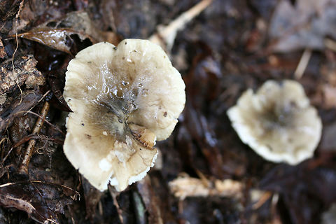 Tricholoma olivaceobrunneum Growing below oaks and other hardwoods (in deep leaf litter). Slightly farinaceous odor. Slimy caps. Not 100% sure on ID, so confirmations/suggestions are welcome.
https://www.jungledragon.com/image/68108/tricholoma_sejunctum.html
https://www.jungledragon.com/image/68106/tricholoma_sejunctum.html Fall,Geotagged,Tricholoma olivaceobrunneum,Tricholoma sejunctum,United States