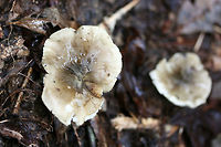 Tricholoma olivaceobrunneum Growing below oaks and other hardwoods (in deep leaf litter). Slightly farinaceous odor. Slimy caps. Not 100% sure on ID, so confirmations/suggestions are welcome.<br />
https://www.jungledragon.com/image/68108/tricholoma_sejunctum.html<br />
https://www.jungledragon.com/image/68106/tricholoma_sejunctum.html Fall,Geotagged,Tricholoma olivaceobrunneum,Tricholoma sejunctum,United States