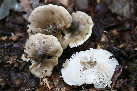 Tricholoma olivaceobrunneum Growing below oaks and other hardwoods (in deep leaf litter). Slightly farinaceous odor. Slimy caps. Not 100% sure on ID, so confirmations/suggestions are welcome.
https://www.jungledragon.com/image/68106/tricholoma_sejunctum.html
https://www.jungledragon.com/image/68107/tricholoma_sejunctum.html Fall,Geotagged,Tricholoma olivaceobrunneum,Tricholoma sejunctum,United States