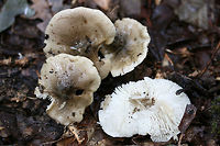 Tricholoma olivaceobrunneum Growing below oaks and other hardwoods (in deep leaf litter). Slightly farinaceous odor. Slimy caps. Not 100% sure on ID, so confirmations/suggestions are welcome.<br />
https://www.jungledragon.com/image/68106/tricholoma_sejunctum.html<br />
https://www.jungledragon.com/image/68107/tricholoma_sejunctum.html Fall,Geotagged,Tricholoma olivaceobrunneum,Tricholoma sejunctum,United States