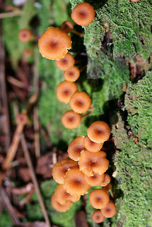 Golden Trumpets (Xeromphalina campanella group) Growing on rotting conifer in a moist valley within a dense mixed forest.
https://www.jungledragon.com/image/68112/golden_trumpets_xeromphalina_campanella_group.html
https://www.jungledragon.com/image/68110/golden_trumpets_xeromphalina_campanella_group.html
https://www.jungledragon.com/image/68111/golden_trumpets_xeromphalina_campanella_group.html Fall,Geotagged,Golden trumpet,United States,Xeromphalina campanella