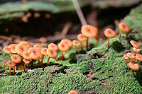 Golden Trumpets (Xeromphalina campanella group) Growing on rotting conifer in a moist valley within a dense mixed forest.<br />
https://www.jungledragon.com/image/68112/golden_trumpets_xeromphalina_campanella_group.html<br />
https://www.jungledragon.com/image/68109/golden_trumpets_xeromphalina_campanella_group.html<br />
https://www.jungledragon.com/image/68111/golden_trumpets_xeromphalina_campanella_group.html Fall,Geotagged,Golden trumpet,United States,Xeromphalina campanella