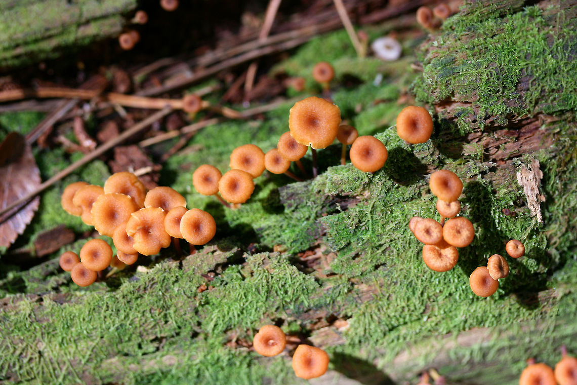 Golden Trumpets (Xeromphalina campanella group) Growing on rotting conifer in a moist valley within a dense mixed forest.<br />
<figure class="photo"><a href="https://www.jungledragon.com/image/68112/golden_trumpets_xeromphalina_campanella_group.html" title="Golden Trumpets (Xeromphalina campanella group)"><img src="https://s3.amazonaws.com/media.jungledragon.com/images/3231/68112_thumb.jpg?AWSAccessKeyId=05GMT0V3GWVNE7GGM1R2&Expires=1767225610&Signature=EJ1xwa9vyfsgpFqonnZh6h0neyw%3D" width="102" height="152" alt="Golden Trumpets (Xeromphalina campanella group) Growing on rotting conifer in a moist valley within a dense mixed forest.<br />
https://www.jungledragon.com/image/68109/golden_trumpets_xeromphalina_campanella_group.html<br />
https://www.jungledragon.com/image/68110/golden_trumpets_xeromphalina_campanella_group.html<br />
https://www.jungledragon.com/image/68111/golden_trumpets_xeromphalina_campanella_group.html Fall,Geotagged,Golden trumpet,United States,Xeromphalina campanella" /></a></figure><br />
<figure class="photo"><a href="https://www.jungledragon.com/image/68110/golden_trumpets_xeromphalina_campanella_group.html" title="Golden Trumpets (Xeromphalina campanella group)"><img src="https://s3.amazonaws.com/media.jungledragon.com/images/3231/68110_thumb.jpg?AWSAccessKeyId=05GMT0V3GWVNE7GGM1R2&Expires=1767225610&Signature=2zXOvxTyveaMG7Bz5wUSzfYg6dg%3D" width="200" height="134" alt="Golden Trumpets (Xeromphalina campanella group) Growing on rotting conifer in a moist valley within a dense mixed forest.<br />
https://www.jungledragon.com/image/68112/golden_trumpets_xeromphalina_campanella_group.html<br />
https://www.jungledragon.com/image/68109/golden_trumpets_xeromphalina_campanella_group.html<br />
https://www.jungledragon.com/image/68111/golden_trumpets_xeromphalina_campanella_group.html Fall,Geotagged,Golden trumpet,United States,Xeromphalina campanella" /></a></figure><br />
<figure class="photo"><a href="https://www.jungledragon.com/image/68109/golden_trumpets_xeromphalina_campanella_group.html" title="Golden Trumpets (Xeromphalina campanella group)"><img src="https://s3.amazonaws.com/media.jungledragon.com/images/3231/68109_thumb.jpg?AWSAccessKeyId=05GMT0V3GWVNE7GGM1R2&Expires=1767225610&Signature=llEb0gKqUdoppX5fNsgIOSXUYEk%3D" width="102" height="152" alt="Golden Trumpets (Xeromphalina campanella group) Growing on rotting conifer in a moist valley within a dense mixed forest.<br />
https://www.jungledragon.com/image/68112/golden_trumpets_xeromphalina_campanella_group.html<br />
https://www.jungledragon.com/image/68110/golden_trumpets_xeromphalina_campanella_group.html<br />
https://www.jungledragon.com/image/68111/golden_trumpets_xeromphalina_campanella_group.html Fall,Geotagged,Golden trumpet,United States,Xeromphalina campanella" /></a></figure> Fall,Geotagged,Golden trumpet,United States,Xeromphalina campanella