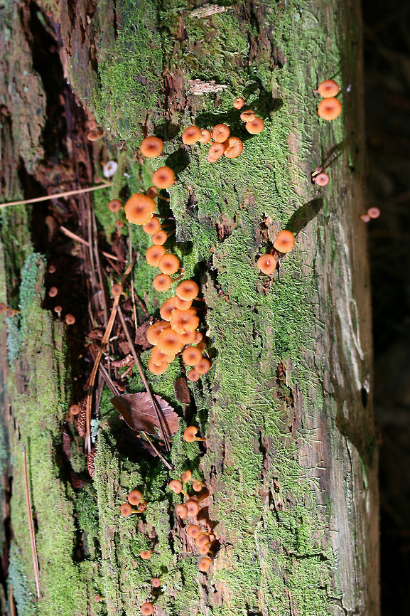 Golden Trumpets (Xeromphalina campanella group) Growing on rotting conifer in a moist valley within a dense mixed forest.<br />
<figure class="photo"><a href="https://www.jungledragon.com/image/68109/golden_trumpets_xeromphalina_campanella_group.html" title="Golden Trumpets (Xeromphalina campanella group)"><img src="https://s3.amazonaws.com/media.jungledragon.com/images/3231/68109_thumb.jpg?AWSAccessKeyId=05GMT0V3GWVNE7GGM1R2&Expires=1767225610&Signature=llEb0gKqUdoppX5fNsgIOSXUYEk%3D" width="102" height="152" alt="Golden Trumpets (Xeromphalina campanella group) Growing on rotting conifer in a moist valley within a dense mixed forest.<br />
https://www.jungledragon.com/image/68112/golden_trumpets_xeromphalina_campanella_group.html<br />
https://www.jungledragon.com/image/68110/golden_trumpets_xeromphalina_campanella_group.html<br />
https://www.jungledragon.com/image/68111/golden_trumpets_xeromphalina_campanella_group.html Fall,Geotagged,Golden trumpet,United States,Xeromphalina campanella" /></a></figure><br />
<figure class="photo"><a href="https://www.jungledragon.com/image/68110/golden_trumpets_xeromphalina_campanella_group.html" title="Golden Trumpets (Xeromphalina campanella group)"><img src="https://s3.amazonaws.com/media.jungledragon.com/images/3231/68110_thumb.jpg?AWSAccessKeyId=05GMT0V3GWVNE7GGM1R2&Expires=1767225610&Signature=2zXOvxTyveaMG7Bz5wUSzfYg6dg%3D" width="200" height="134" alt="Golden Trumpets (Xeromphalina campanella group) Growing on rotting conifer in a moist valley within a dense mixed forest.<br />
https://www.jungledragon.com/image/68112/golden_trumpets_xeromphalina_campanella_group.html<br />
https://www.jungledragon.com/image/68109/golden_trumpets_xeromphalina_campanella_group.html<br />
https://www.jungledragon.com/image/68111/golden_trumpets_xeromphalina_campanella_group.html Fall,Geotagged,Golden trumpet,United States,Xeromphalina campanella" /></a></figure><br />
<figure class="photo"><a href="https://www.jungledragon.com/image/68111/golden_trumpets_xeromphalina_campanella_group.html" title="Golden Trumpets (Xeromphalina campanella group)"><img src="https://s3.amazonaws.com/media.jungledragon.com/images/3231/68111_thumb.jpg?AWSAccessKeyId=05GMT0V3GWVNE7GGM1R2&Expires=1767225610&Signature=teXlue2lMfYfLylG4sAJ5VP7j%2B8%3D" width="200" height="134" alt="Golden Trumpets (Xeromphalina campanella group) Growing on rotting conifer in a moist valley within a dense mixed forest.<br />
https://www.jungledragon.com/image/68112/golden_trumpets_xeromphalina_campanella_group.html<br />
https://www.jungledragon.com/image/68110/golden_trumpets_xeromphalina_campanella_group.html<br />
https://www.jungledragon.com/image/68109/golden_trumpets_xeromphalina_campanella_group.html Fall,Geotagged,Golden trumpet,United States,Xeromphalina campanella" /></a></figure> Fall,Geotagged,Golden trumpet,United States,Xeromphalina campanella