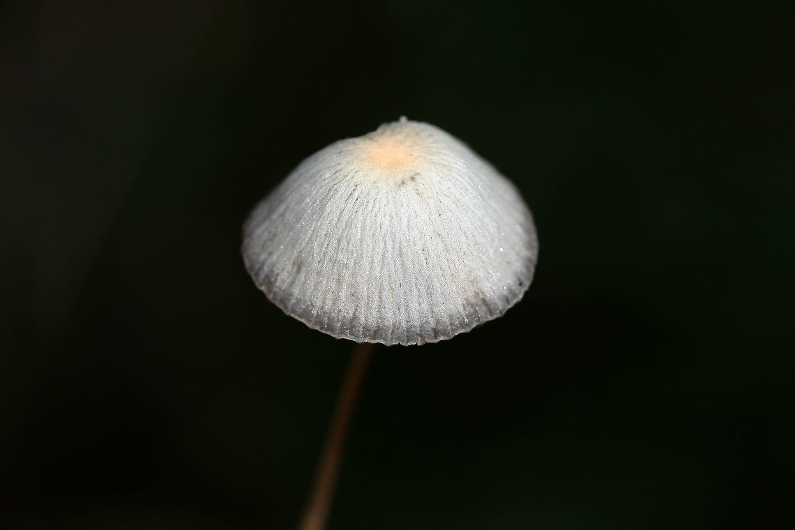 Psathyrella sp. Any ID help is much appreciated!<br />
<br />
Growing on disturbed soil at the base of a ridge (on a dirt roadside). Spotted within a grassy/wildflowery area. No wood nearby (that I saw).<br />
<br />
No odor. Cap slightly slimy with a gray margin and yellow near its center. Sparkles in the light. Gills gray. Stem smooth and somewhat translucent.<br />
<figure class="photo"><a href="https://www.jungledragon.com/image/68124/psathyrella_sp.html" title="Psathyrella sp."><img src="https://s3.amazonaws.com/media.jungledragon.com/images/3231/68124_thumb.jpg?AWSAccessKeyId=05GMT0V3GWVNE7GGM1R2&Expires=1759968010&Signature=682lA1TsAqilnoyoCDu70OmPXio%3D" width="200" height="134" alt="Psathyrella sp. Any ID help is much appreciated!<br />
<br />
Growing on disturbed soil at the base of a ridge (on a dirt roadside). Spotted within a grassy/wildflowery area. No wood nearby (that I saw).<br />
<br />
No odor. Cap slightly slimy with a gray margin and yellow near its center. Sparkles in the light. Gills gray. Stem smooth and somewhat translucent.<br />
https://www.jungledragon.com/image/68122/mycena_sp._.html<br />
https://www.jungledragon.com/image/68123/mycena_sp._.html Fall,Geotagged,United States" /></a></figure><br />
<figure class="photo"><a href="https://www.jungledragon.com/image/68123/psathyrella_sp.html" title="Psathyrella sp."><img src="https://s3.amazonaws.com/media.jungledragon.com/images/3231/68123_thumb.jpg?AWSAccessKeyId=05GMT0V3GWVNE7GGM1R2&Expires=1759968010&Signature=lr1sGvkk53q7hA37xXU3Eol9aGA%3D" width="200" height="134" alt="Psathyrella sp. Any ID help is much appreciated!<br />
<br />
Growing on disturbed soil at the base of a ridge (on a dirt roadside). Spotted within a grassy/wildflowery area. No wood nearby (that I saw).<br />
<br />
No odor. Cap slightly slimy with a gray margin and yellow near its center. Sparkles in the light. Gills gray. Stem smooth and somewhat translucent.<br />
https://www.jungledragon.com/image/68124/mycena_sp._.html<br />
https://www.jungledragon.com/image/68122/mycena_sp._.html Fall,Geotagged,United States" /></a></figure> Fall,Geotagged,United States